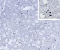 Goat Anti-NOS1 Antibody